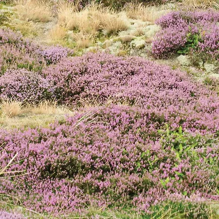 Praestemarken Fano Denm * Fanø