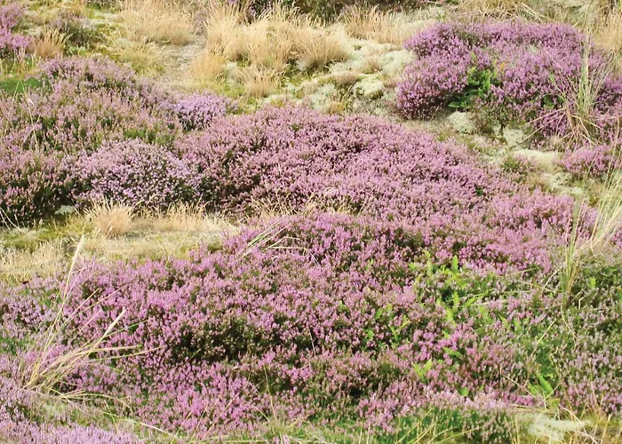 Praestemarken Denm * Fanø